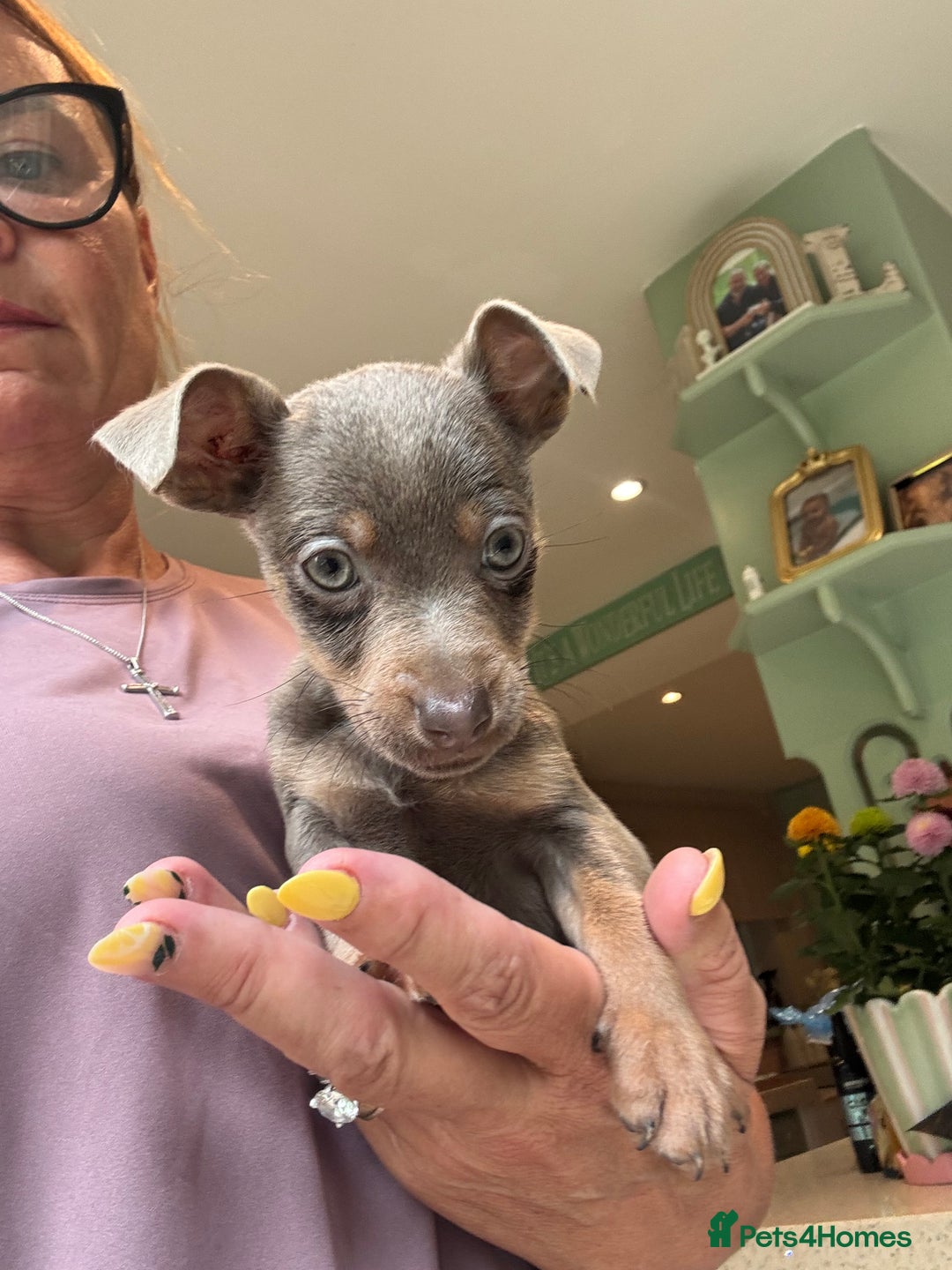 Jack Russell dogs for sale: Jack Russell Puppy 1 - Stunning much Wenlock puppy  - Image 6