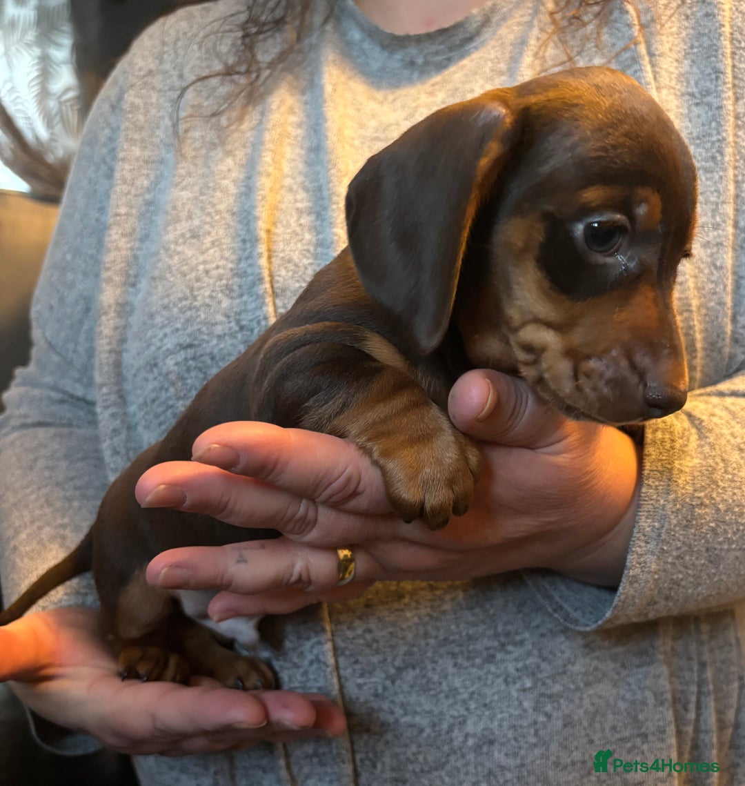 Miniature Dachshund dogs for sale: Kc registered Miniature dachshund puppies  - Image 3