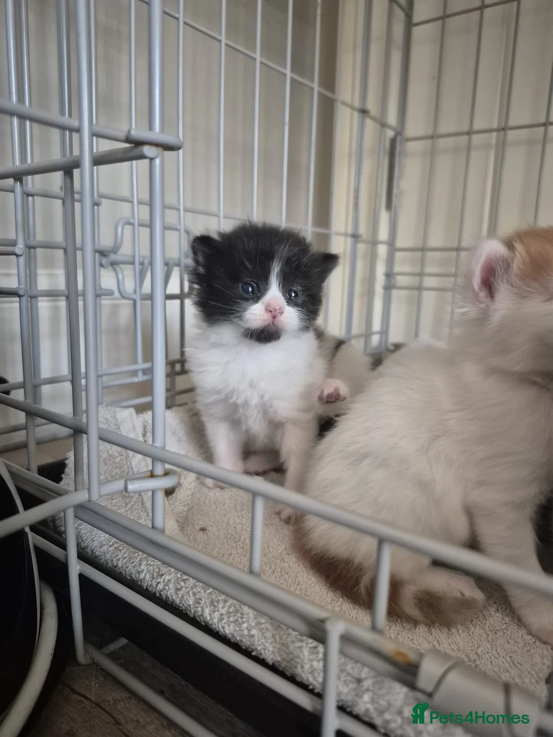 Mixed Breed cats for sale: Beautiful babies needing forever homes - Advert 2