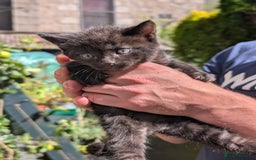 Mixed Breed cats for sale: 3 adorable kittens  - Image 5