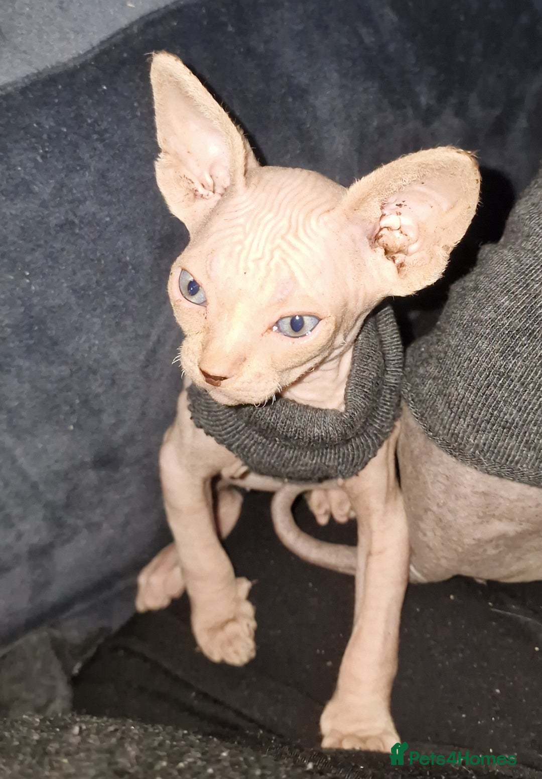 Sphynx cats for sale: Gorgeous Canadian Sphynx kittens - Image 12