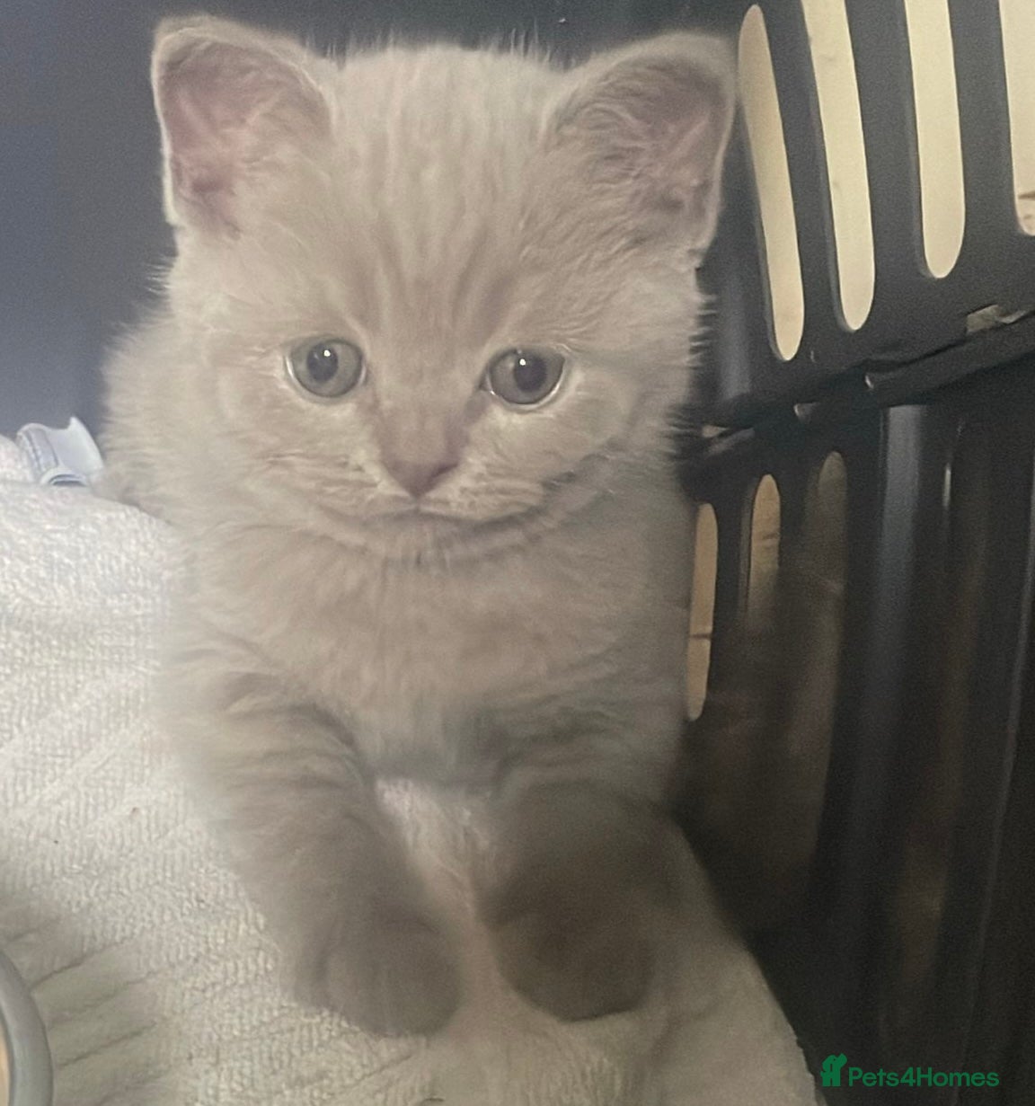 Scottish Fold cats 5 Scottish Fold Kittens for sale - Advert 2
