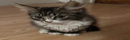 Mixed Breed cats for sale: 🐾 Beautiful Female Tabby Kitten 🐾 in Burton-on-Trent - Advert 2