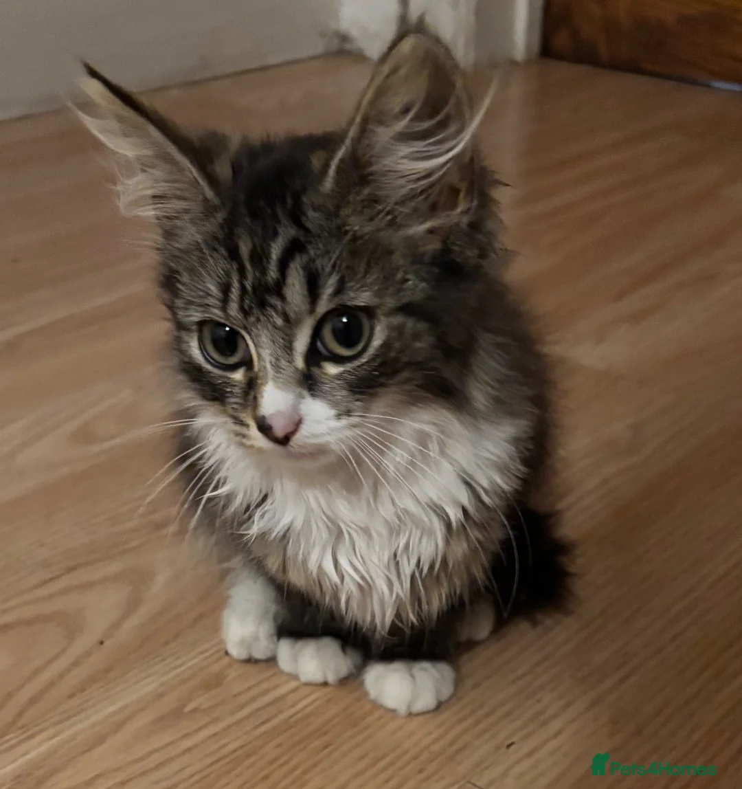 Mixed Breed cats for sale: 🐾 Beautiful Female Tabby Kitten 🐾 in Burton-on-Trent - Advert 2