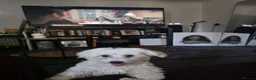 Bichon Frise dogs for sale: Bichon frise  - Advert 4