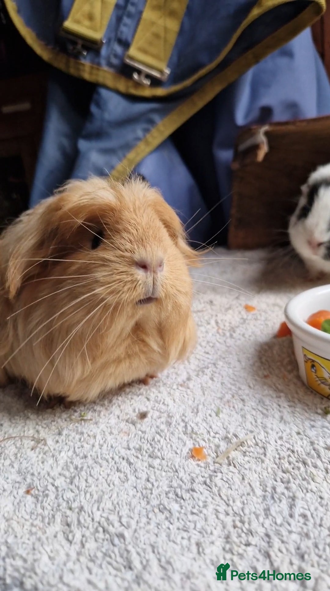 Guinea Pig rodents for sale: Beauitful Coronet breed female  - Advert 5
