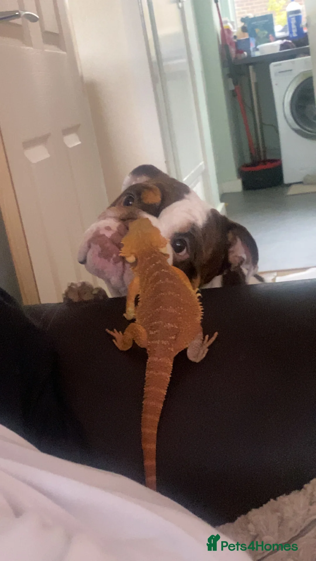 Bearded Dragon reptiles for sale: Female Bearded Dragon - Advert 3