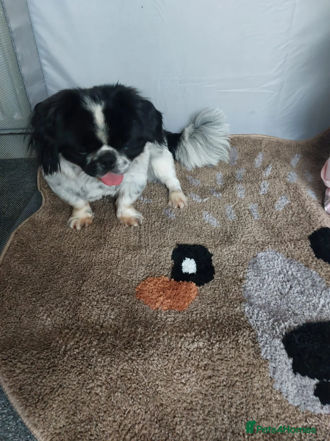 Pekingese dogs for sale: Puppy  - Advert 4