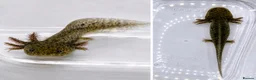 Axolotl reptiles for sale: Wholesale axolotls - Advert 1