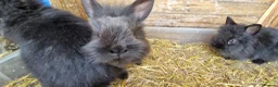 Lionhead rabbits for sale: Cute fluffy friendly lionhead babies-3boys 2girls  - Advert 8