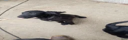 Mixed Breed dogs for sale:  cocker, flat coat X mix puppies  - Advert 4