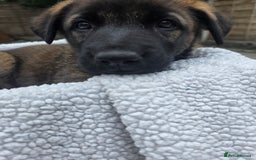 Belgian Shepherd Dog dogs for sale: belguim malinois free training provided - Image 31