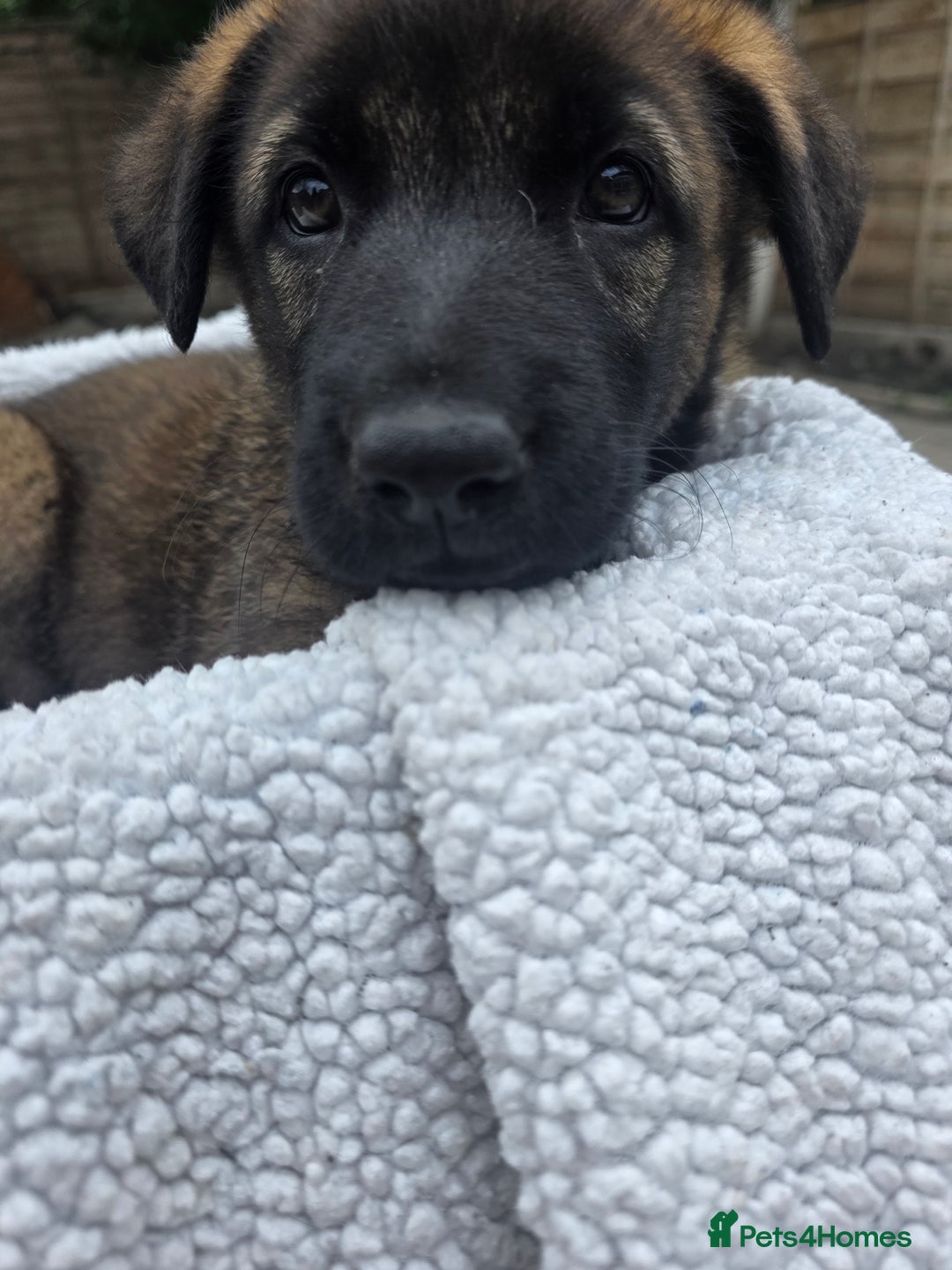 Belgian Shepherd Dog dogs for sale: belguim malinois free training provided - Image 31