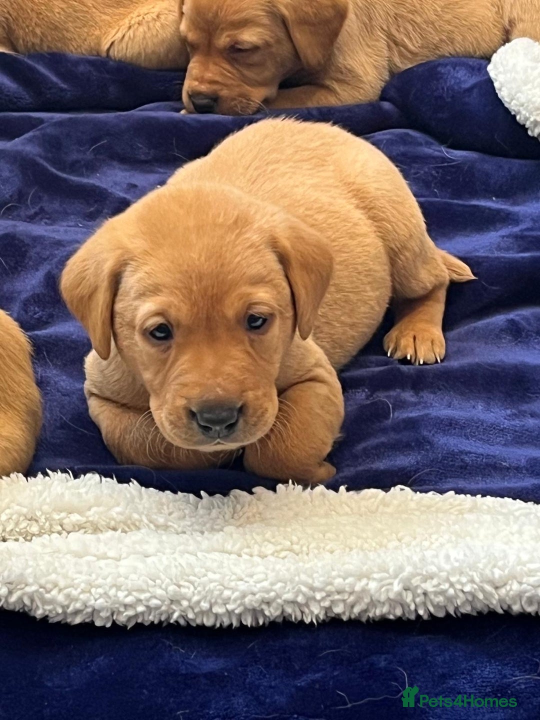 Labrador Retriever dogs for sale: Kennel Club Fox Red Labrador Puppies Health Tested - Advert 23