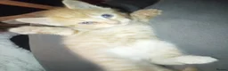 Domestic Shorthair cats for sale: Ginger baby kittens in Stoke-on-Trent - Advert 12