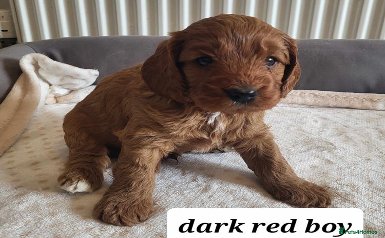 Cavapoo dogs - Advert 4