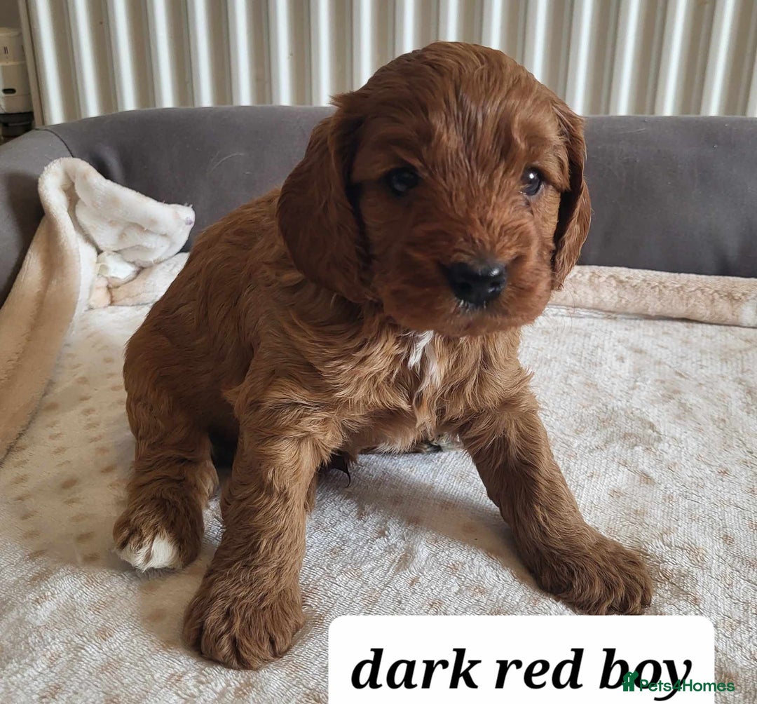 Cavapoo dogs for sale: QUALITY F1 CAVAPOO PUPS - HEALTH TESTED - Image 1