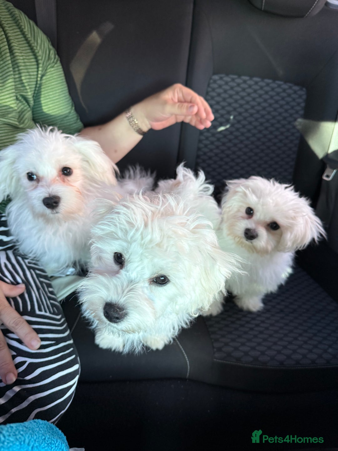 Maltese dogs for sale: Maltese puppies  - Image 14
