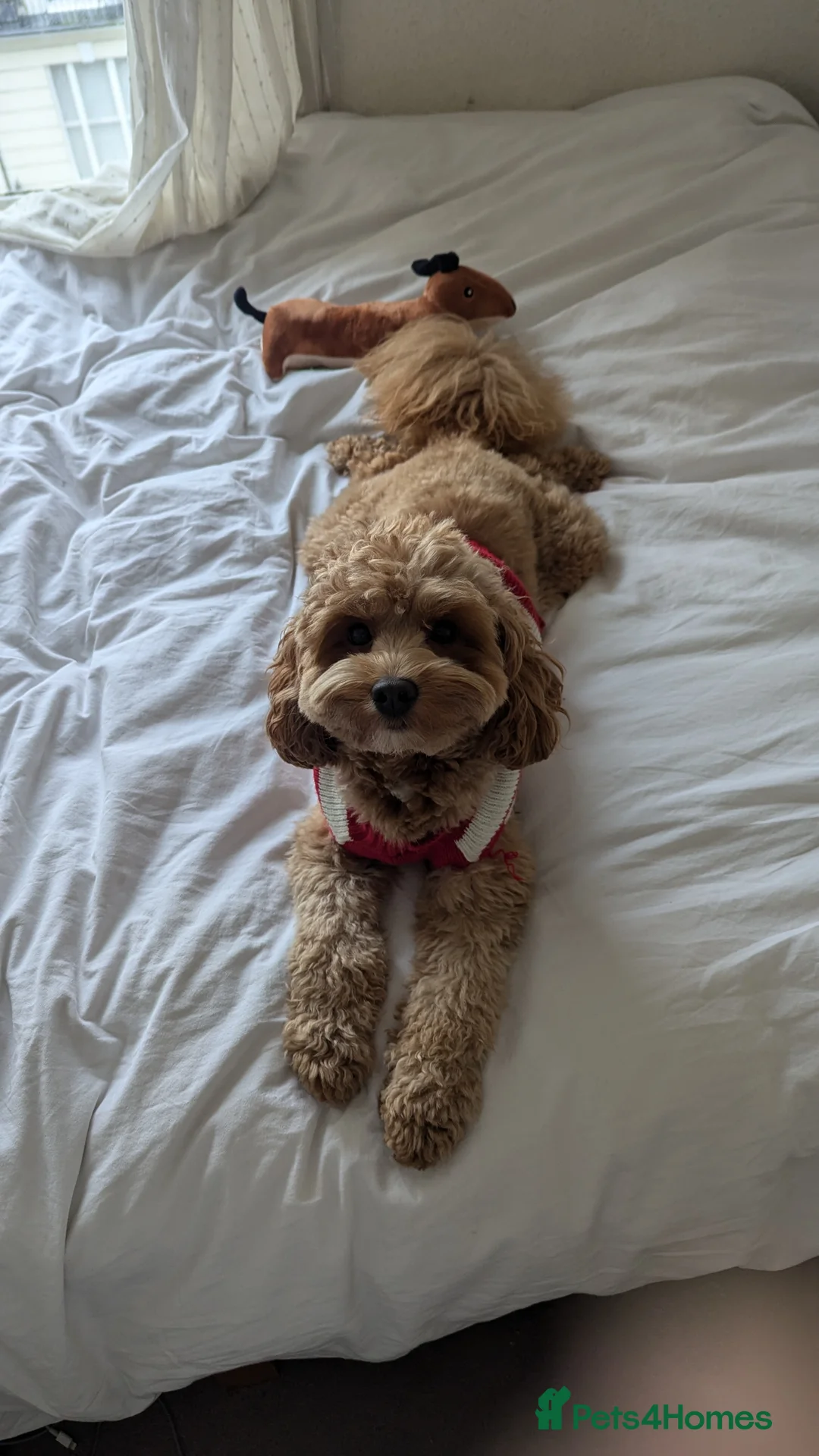 Cavapoo dogs for stud: Sweetest Cavapoo for First Stud Opportunity - Advert 3