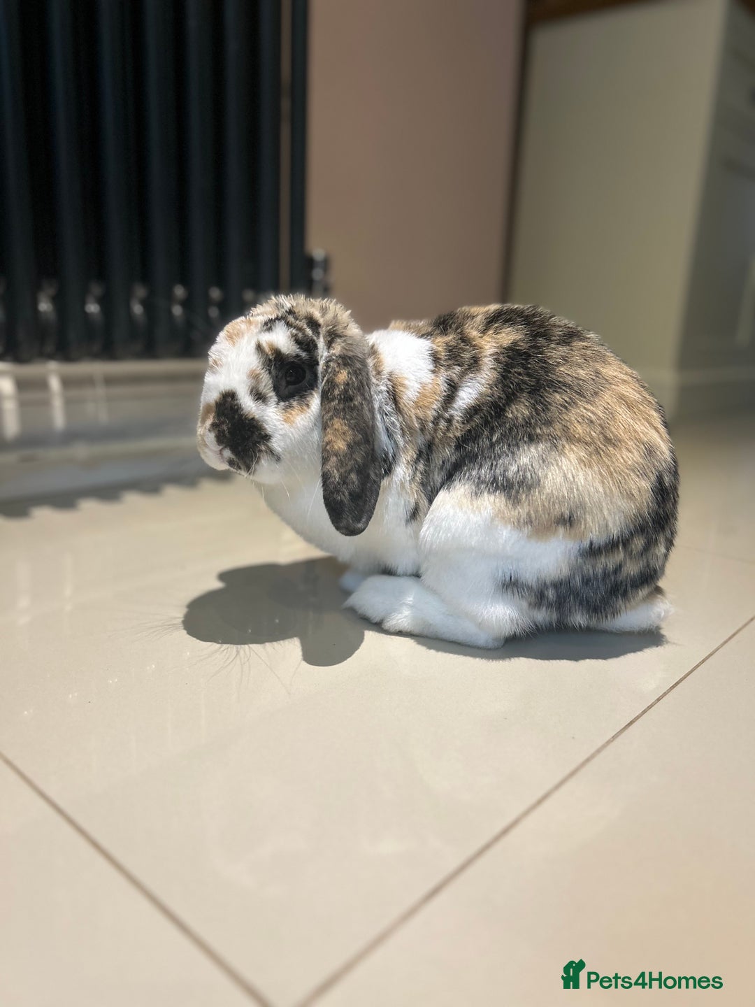 Dwarf Lop rabbits for sale: Mini Lop Male Bunny  - Advert 2