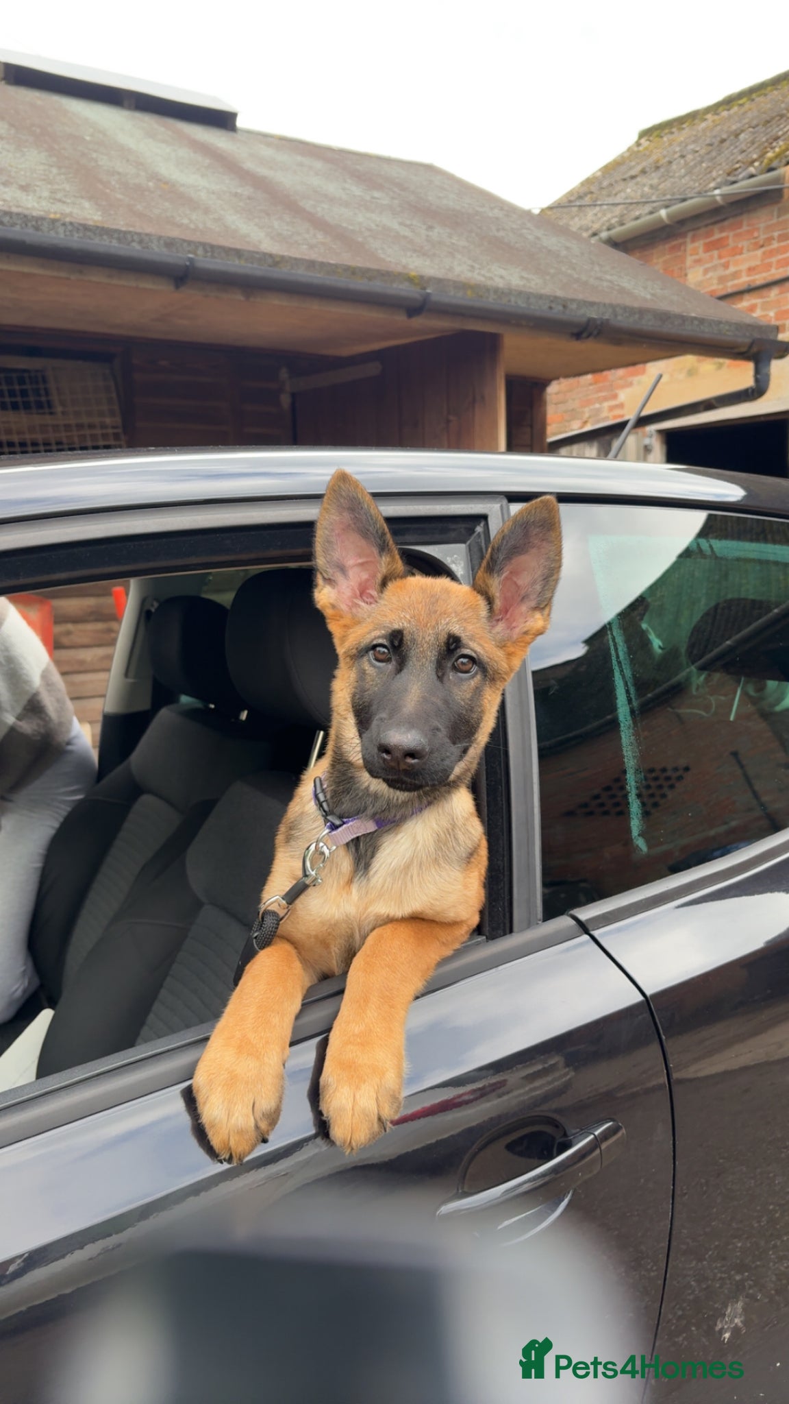 Mixed Breed dogs for sale: Nala  - Advert 1