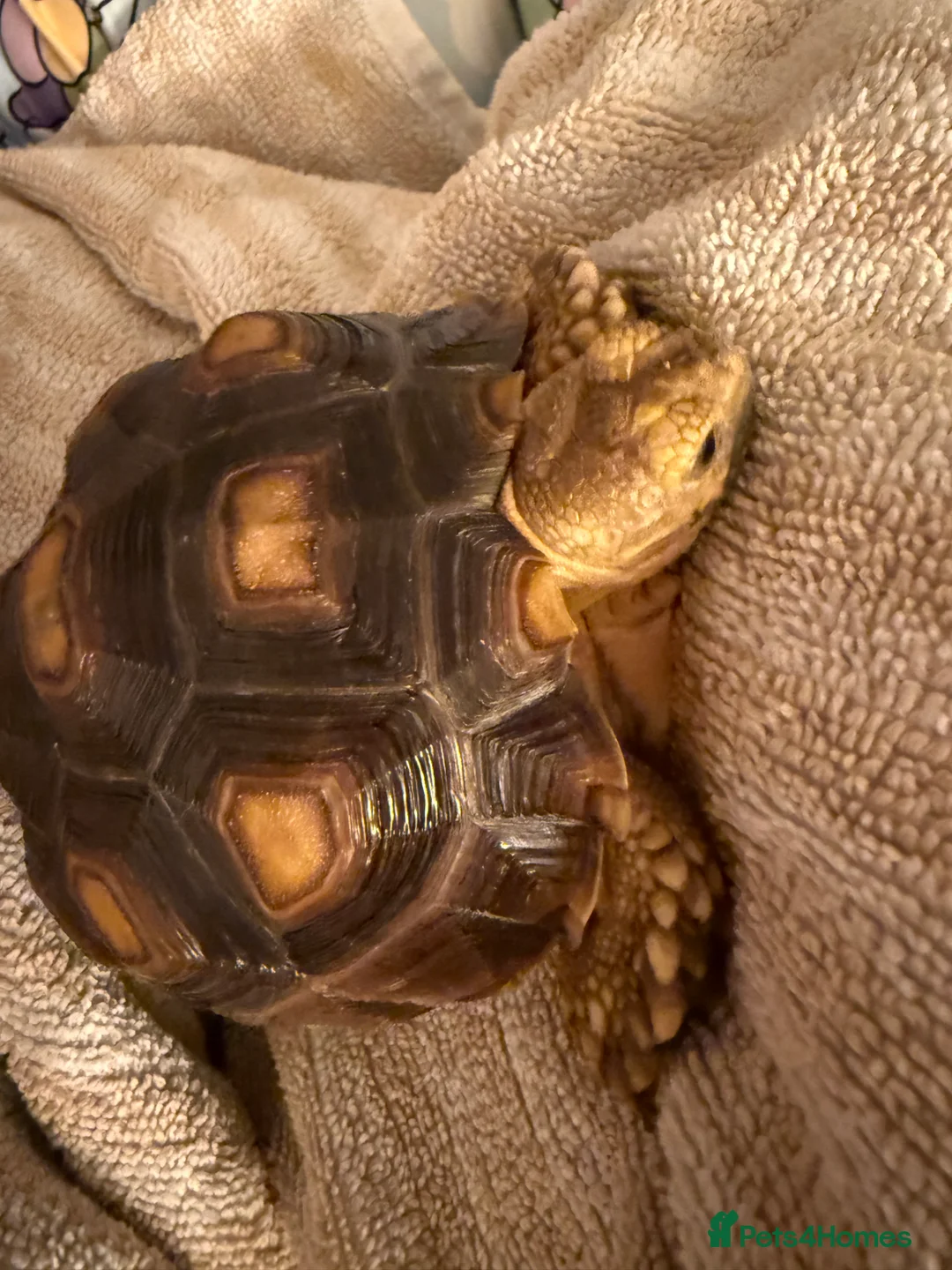 Tortoise reptiles for sale: African Spur Thighed Tortoise - Advert 2