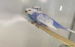 Mixed Breed birds for sale: Hand reared conures and avairy budgies  - Image 18