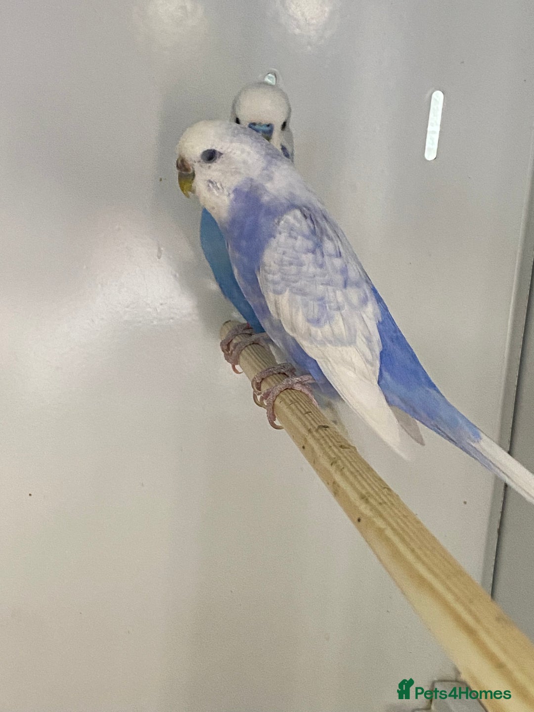 Mixed Breed birds for sale: Hand reared conures and avairy budgies  - Image 18