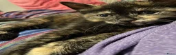 Mixed Breed cats for sale: 2 adorable kittens ❤️ in Great Yarmouth - Advert 6