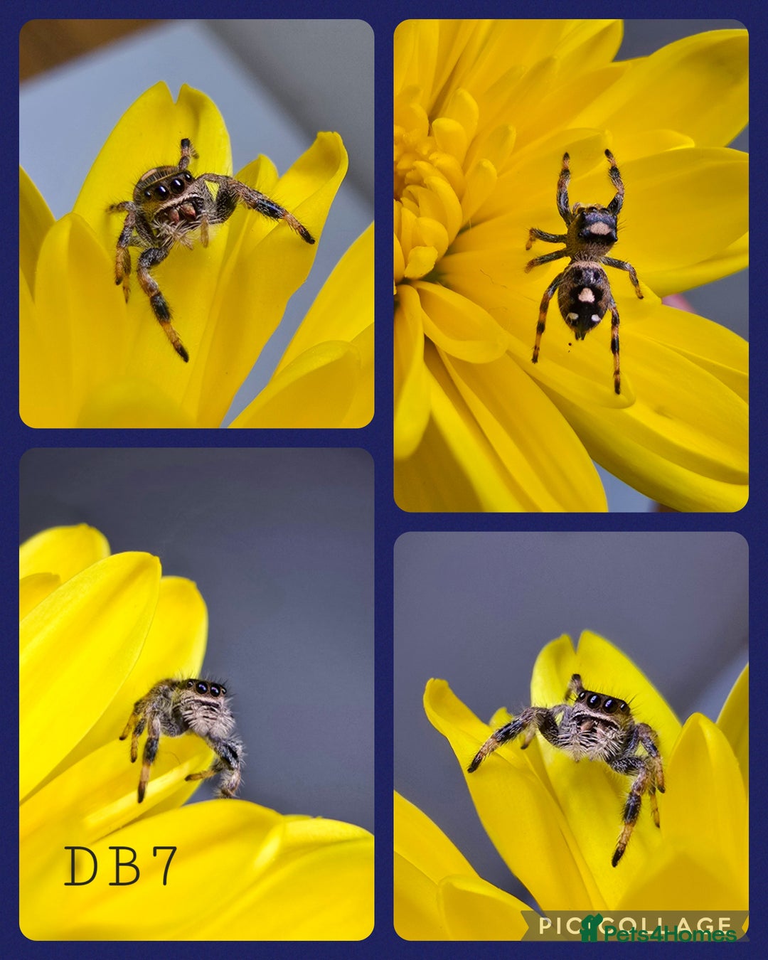 Spiders invertebrates for sale: Phidippus regius Apalachicola  - Image 5