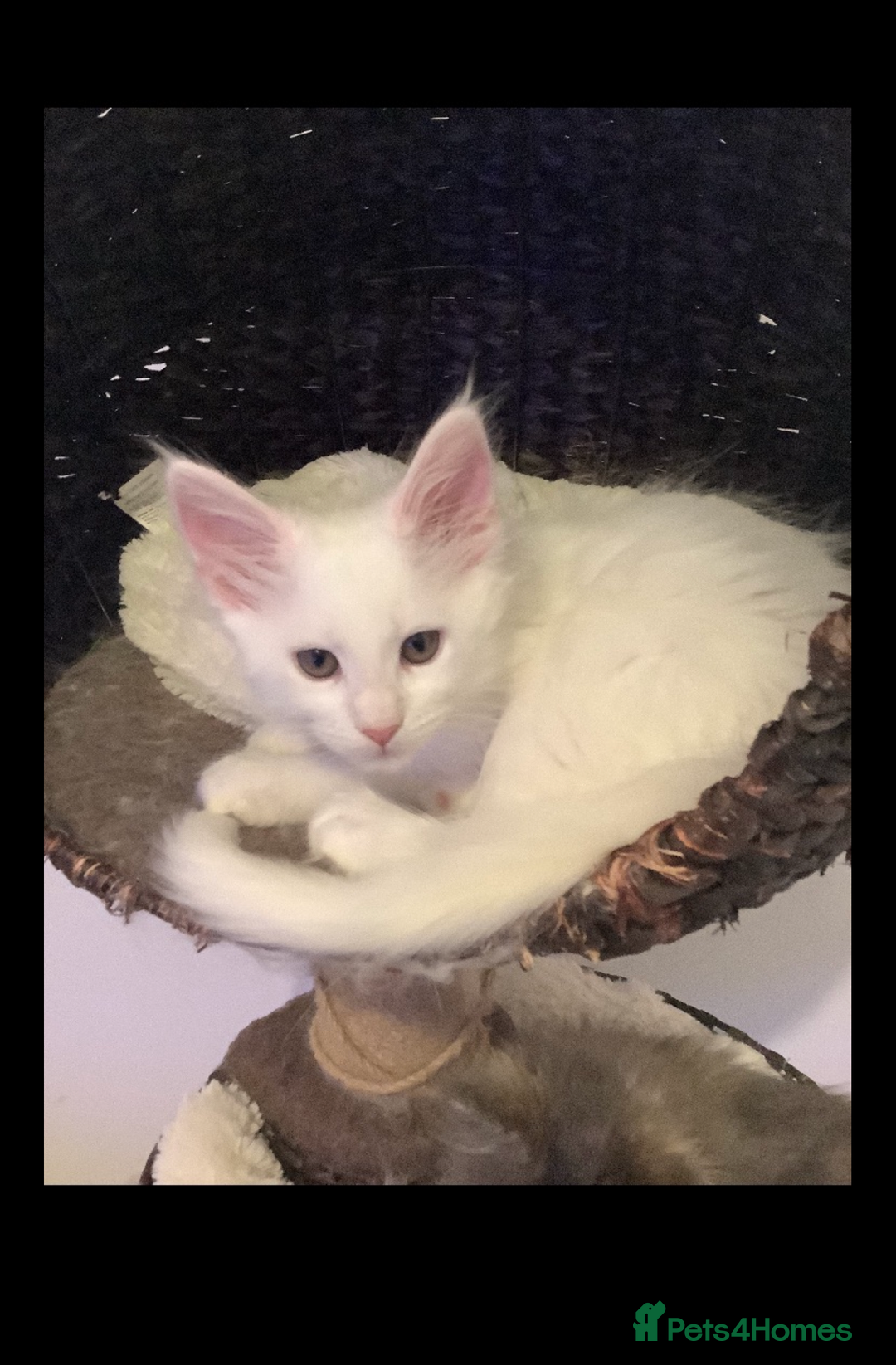 Maine Coon cats for sale: Beautiful Rare White Blue Eyed GCCF Maine Coons - Image 5