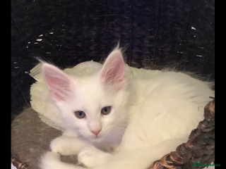 Maine Coon cats - Advert 7