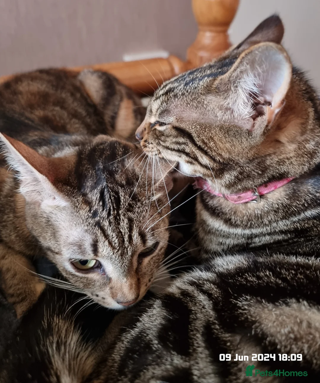 Brazilian Shorthair cats for sale: Family of 3 gorgeous cats for adoption - Advert 18