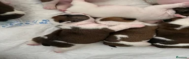 English Bulldog 4