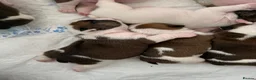 English Bulldog dogs for sale: Bulldog puppies  in Glasgow - Advert 4