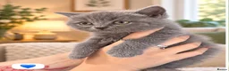 British Shorthair cats for sale: Born 20/7/26 ready to go first week October  - Advert 12