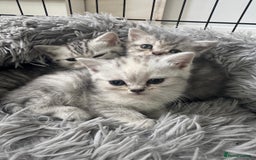 British Shorthair cats for sale: Last Chunky Golden Boy  ❤️ - Image 23