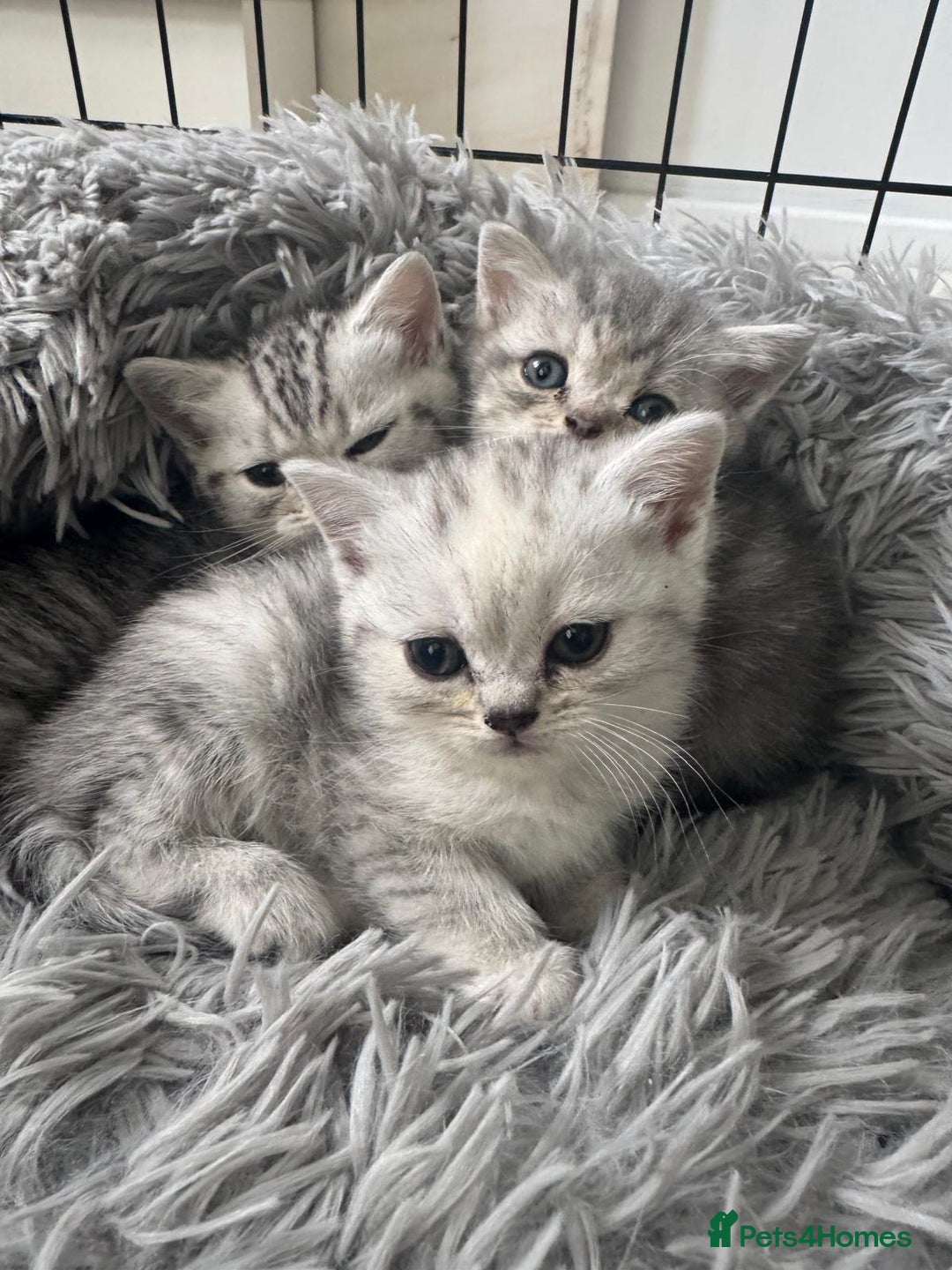 British Shorthair cats for sale: Last Chunky Golden Boy  ❤️ - Image 23