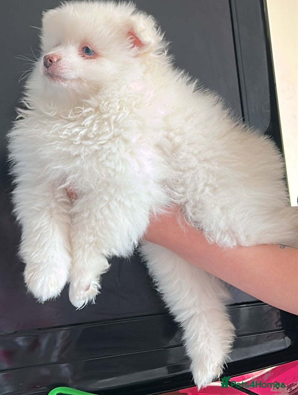 Pomeranian dogs One boy and one girl left   - Advert 1