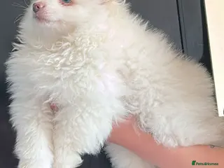 Pomeranian dogs One boy and one girl left - Advert 3