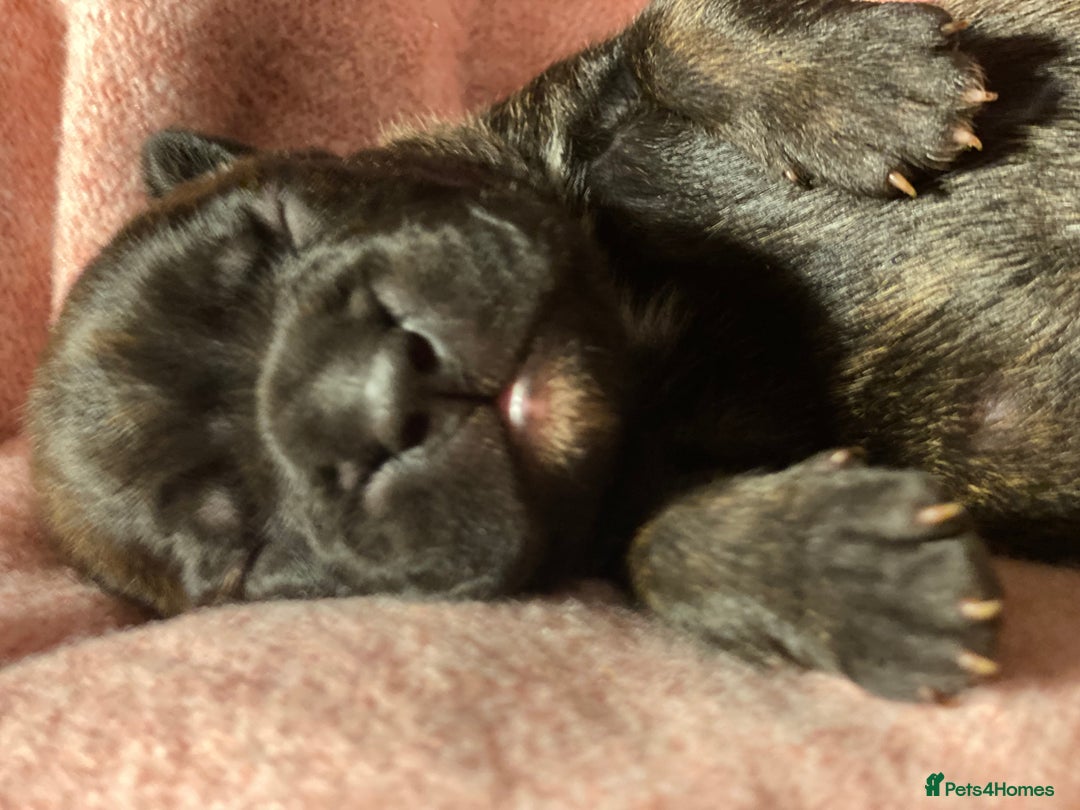 Mixed Breed dogs for sale: 🤩 mum kc boxer dad mini boxer 5 pups rare 🤩 - Advert 25