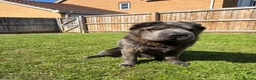 Shar Pei dogs for sale: Rare Blue Bearcoat Shar Pei Male 1 year old - Advert 4