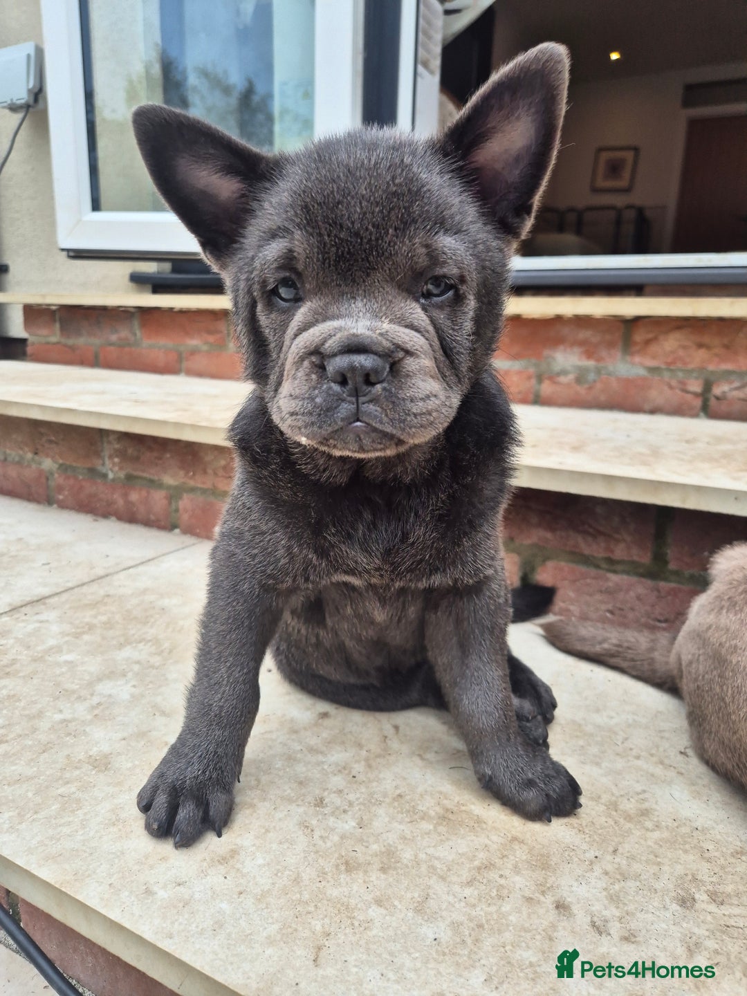 Mixed Breed dogs for sale: 2 boys left chow x frow - Image 2