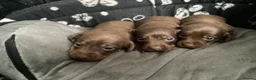 Dachshund dogs for sale: Chocolate and tan dachshunds - Advert 3