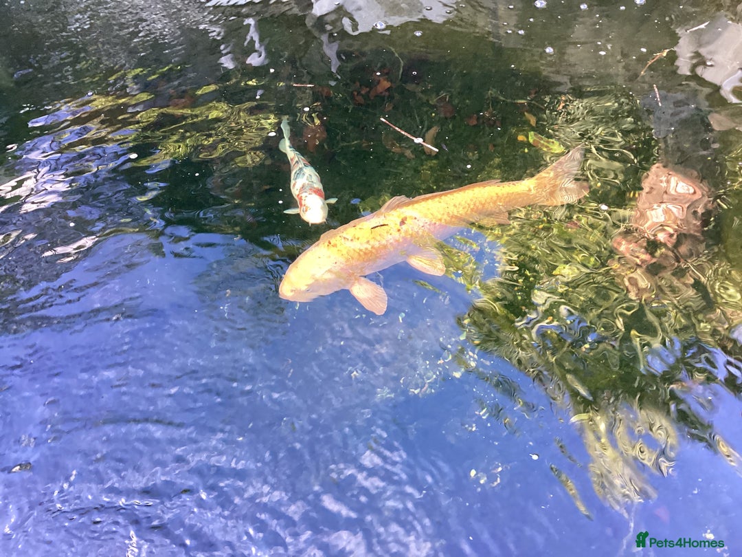 Pond Fish fish for sale: Koi Carps - Advert 3