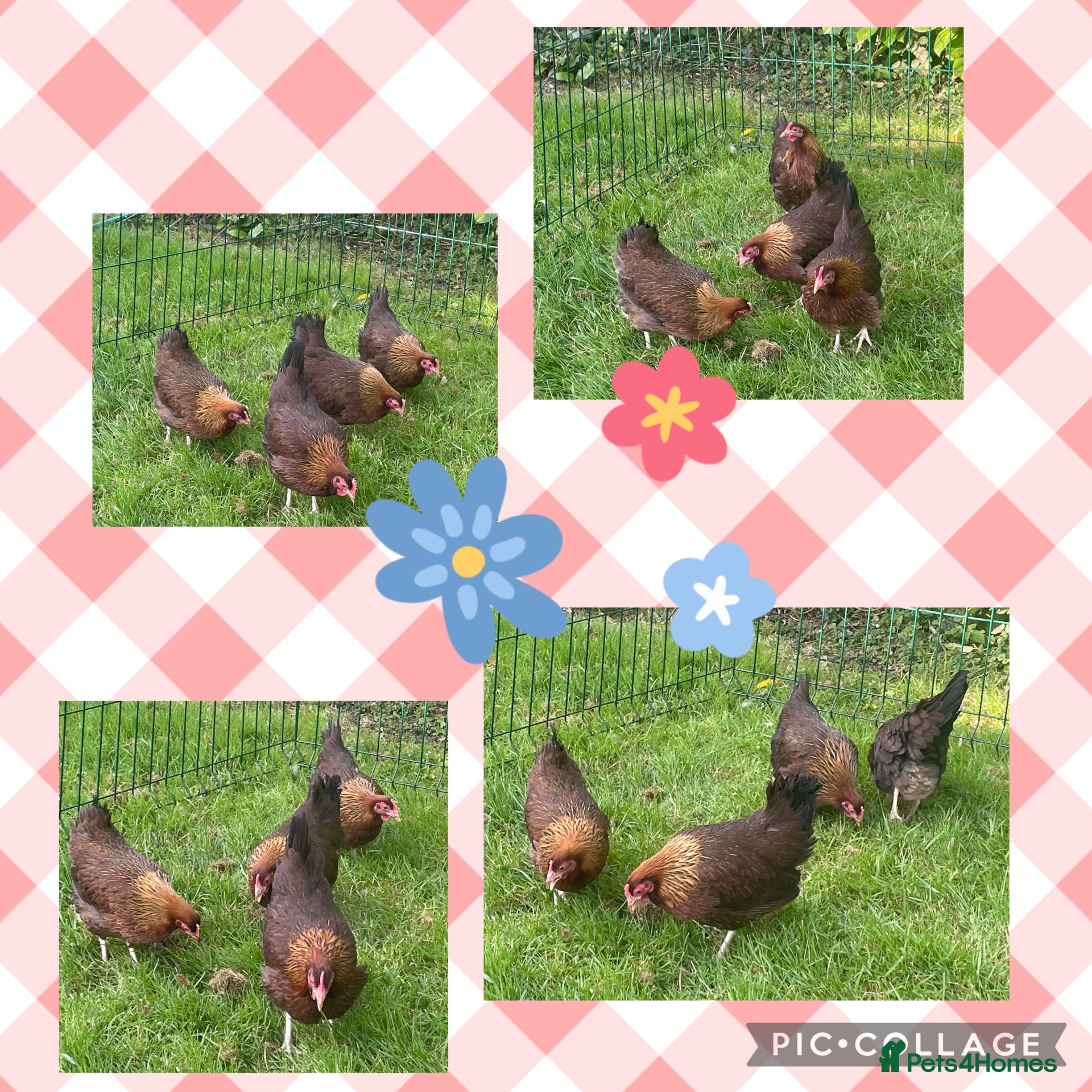 Chickens poultry Welsummer bantam hens - Advert 1