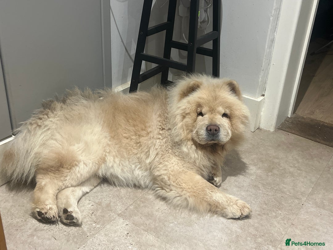 Chow Chow dogs for sale: Teenage friendly Chow - Image 2