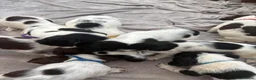 English Springer Spaniel dogs for sale: Springer spaniel puppies - Advert 21