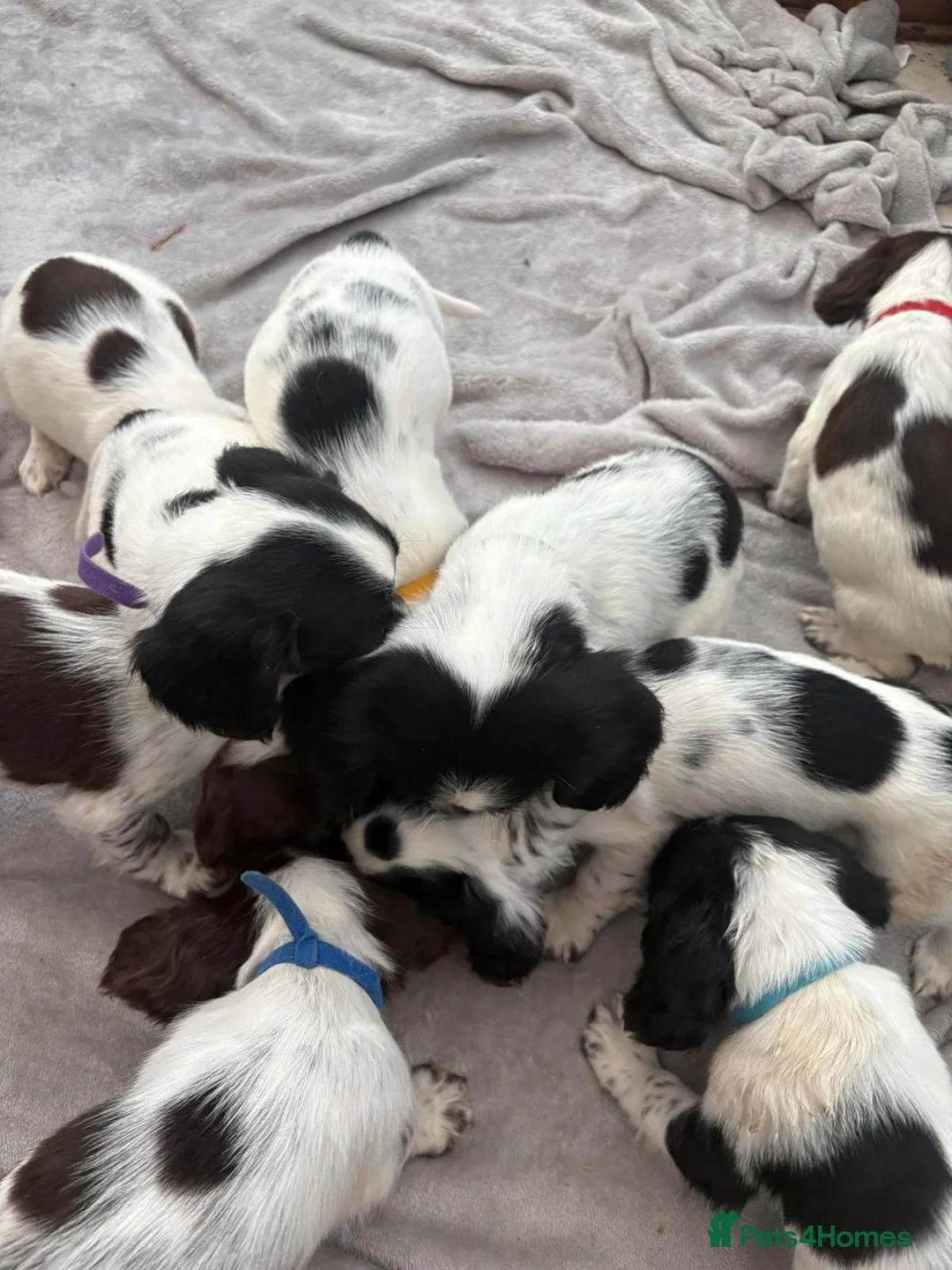 English Springer Spaniel dogs for sale: Springer spaniel puppies - Advert 21