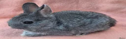 Lionhead rabbits for sale:  Netherland dwarf kits  in Hereford - Advert 11